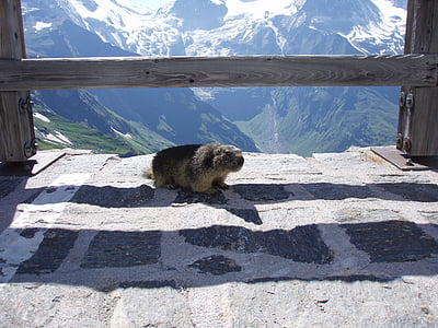 murmeldjur, Marmot på grossglockner, am großglockner marmot, Grossglockner, djur, Mountain, däggdjur