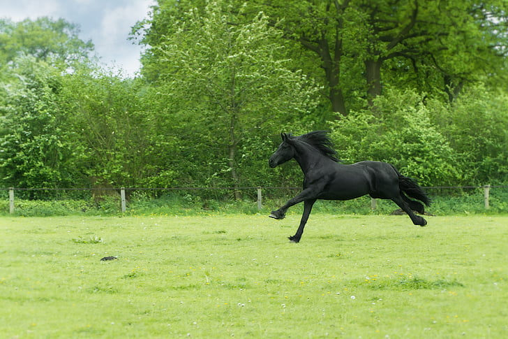 สัตว์, สีดำสวยงาม, ควบม้า, ม้า, ทุ่งหญ้า, เรียกใช้, ความเร็ว