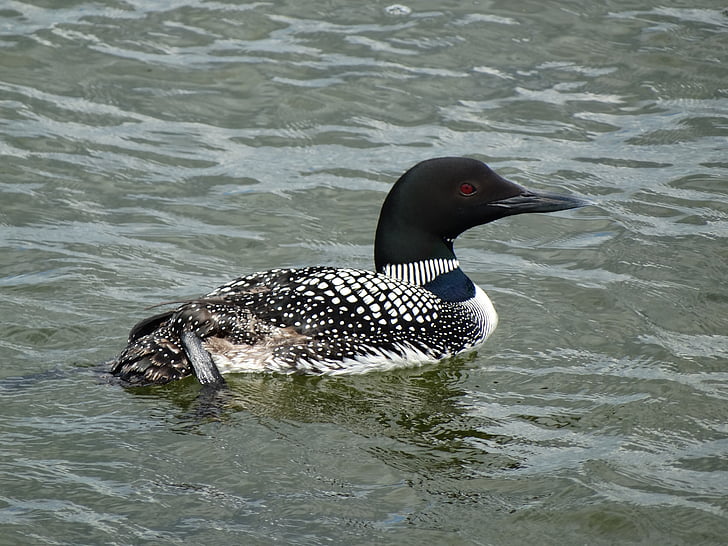 Loon, nuoto, uccello