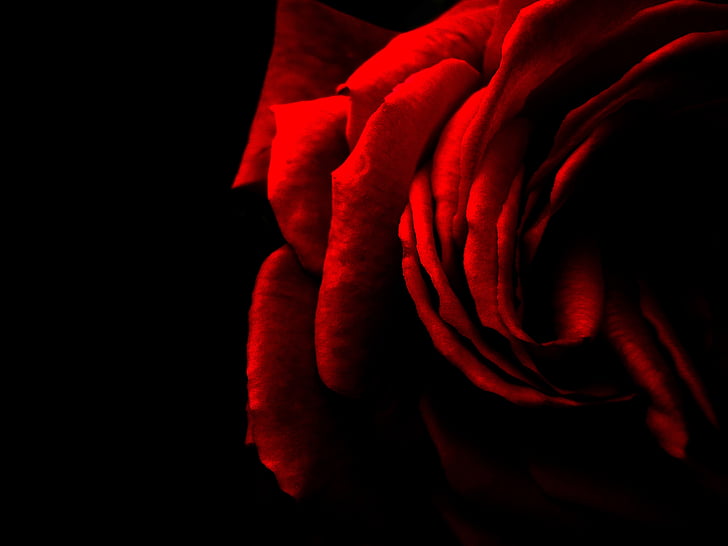 steg, rød, røde rose, blomst, Romance, natur, Valentine