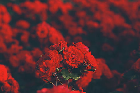 red, flowers, shalow, photography, flower, rose, foliage