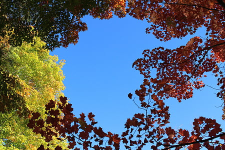 otoño, caída, hojas, azul, cielo, amarillo, rojo