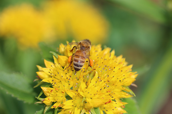 nectar, Bee, bloem, lente, zomer, plant, Bee in bloei