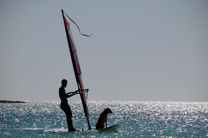 water sports, sail, surf, surfboard, man, dog, friend