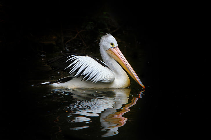 Pelican, fugl, havfugle, vand, natur, Australien, Pelecanus conspicillatus