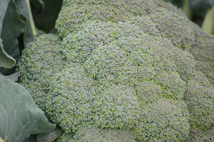 broccoli, fruits and vegetables, agriculture, food