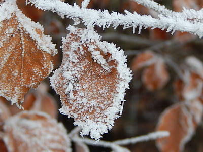 frozen, ice, winter, iced, leaf, frost, snow