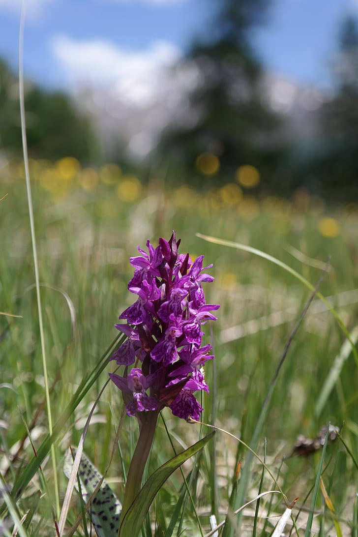 blomst, alpine enge, Orchid