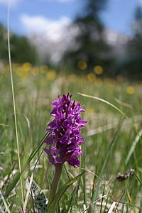 puķe, Alpu pļavas, Orhideja