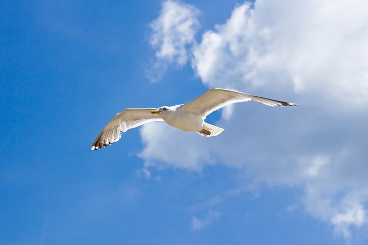 seagull, clouds, sea, bird, flying, nature, animal
