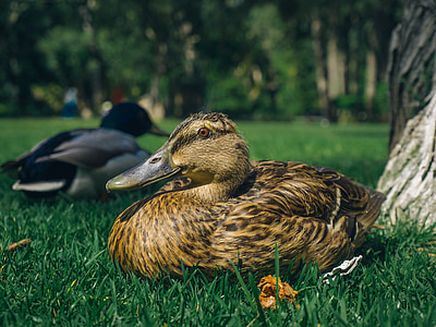 duck, grass, closeup, tranquility, vacation, bird, nature