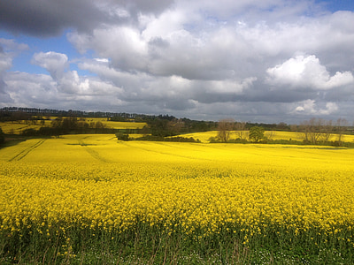 summer, mark, oilseed rape, natural, yellow field, landscape, countryside