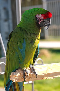ara militaris, military macaw, parrot, bird, animal, zoo, colorful