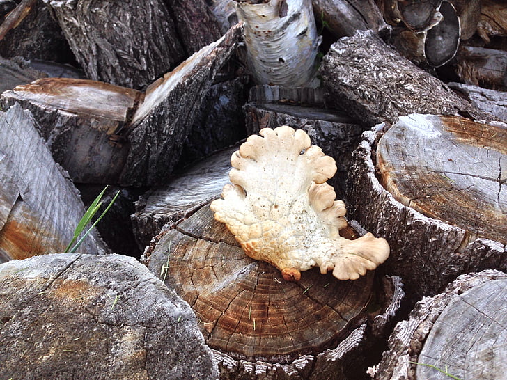 mushroom, fungus, nature