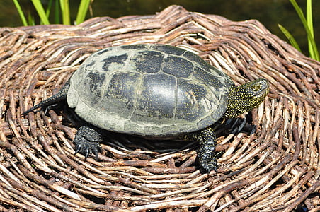turtle, the animal, small, reptile, animal, nature, tortoise