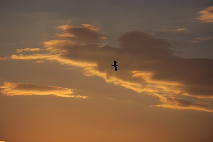 the seagull, bird, sun, clouds, sky, heaven, sunset