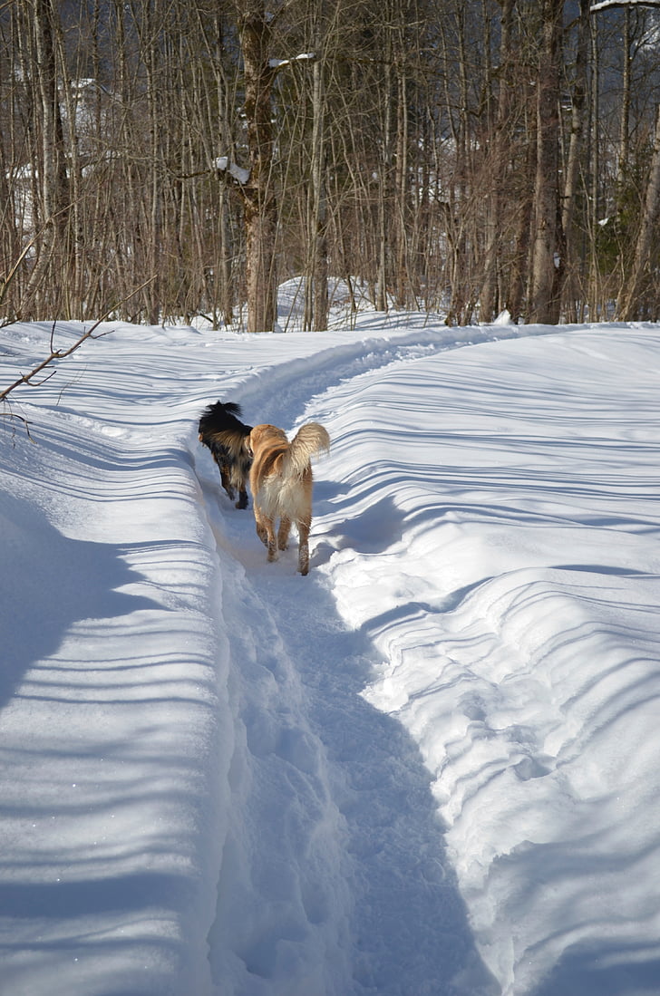 cão, Inverno, cachorro na neve