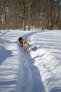 狗, 冬天, 在雪地里的狗
