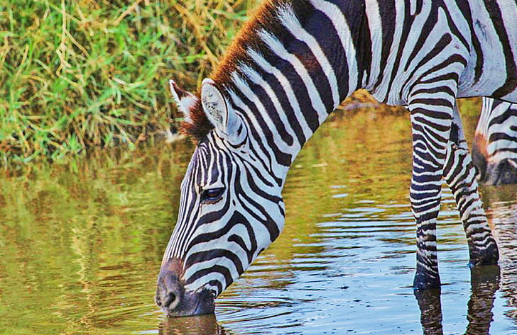Zebra, Serengeti, Tansania, Safari, Natur-serengeti, Wild, Tier