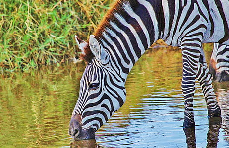 zebra, serengeti, tanzania, safari, nature serengeti, wild, animal