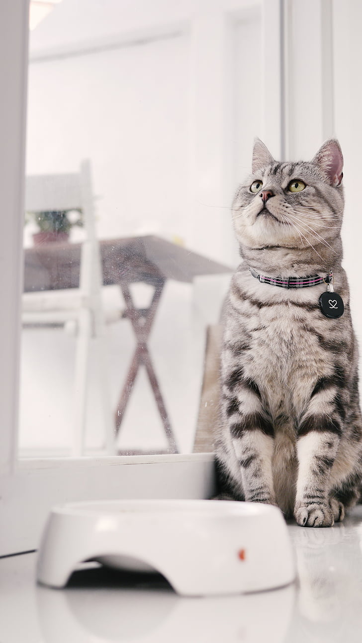 mia di gatto, Introduzione al gatto american shorthair, posizione seduta, animale domestico