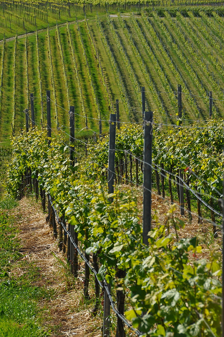κρασί, αμπέλια, Kaiserstuhl, leiselheim