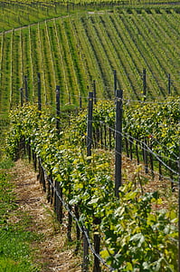 viini, viiniköynnösten, Kaiserstuhl, leiselheim