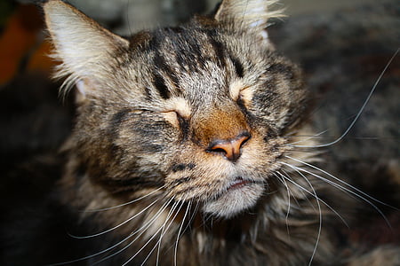 gato, Tomcat, animal, mascota, cara de gato, coon de Maine