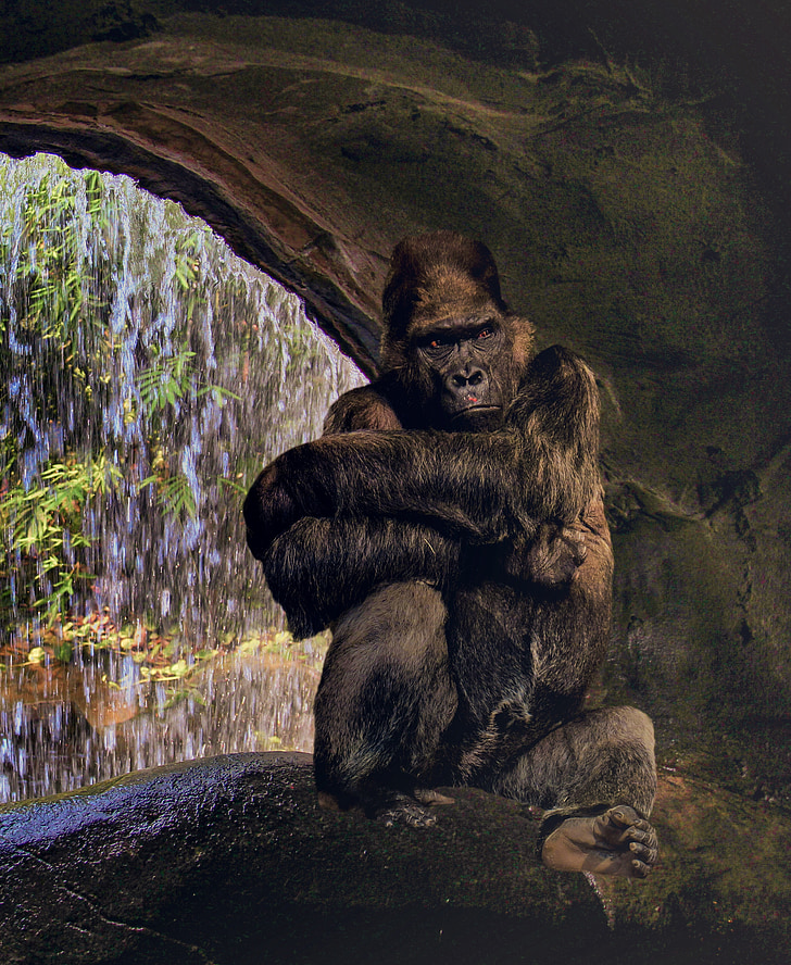 Gorilla, Ape, nghiệt ngã, Silverback, Watch, suy nghĩ, rừng