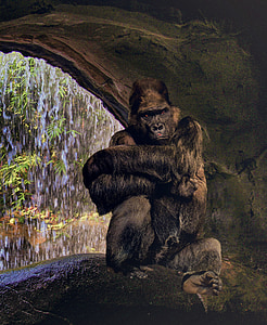 Gorilla, Ape, nghiệt ngã, Silverback, Watch, suy nghĩ, rừng