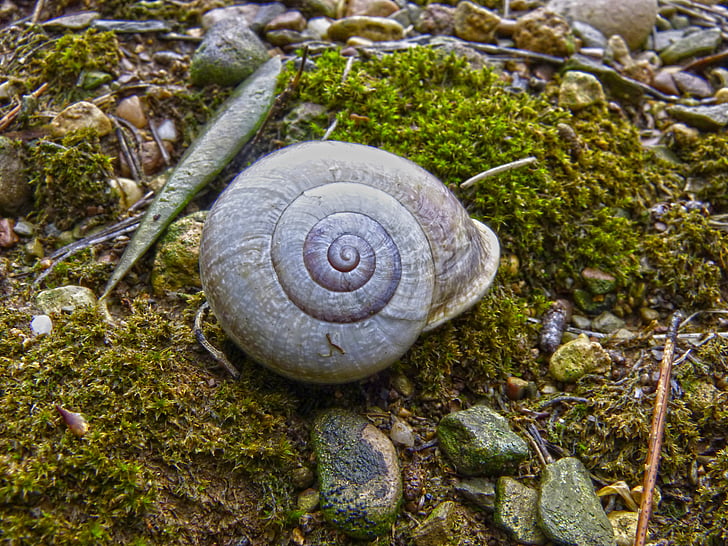 sneglen, Shell, skog, fuktighet, Moss, spiral