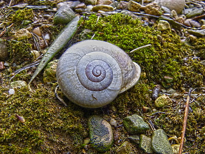 lumaca, Shell, foresta, umidità, muschio, a spirale