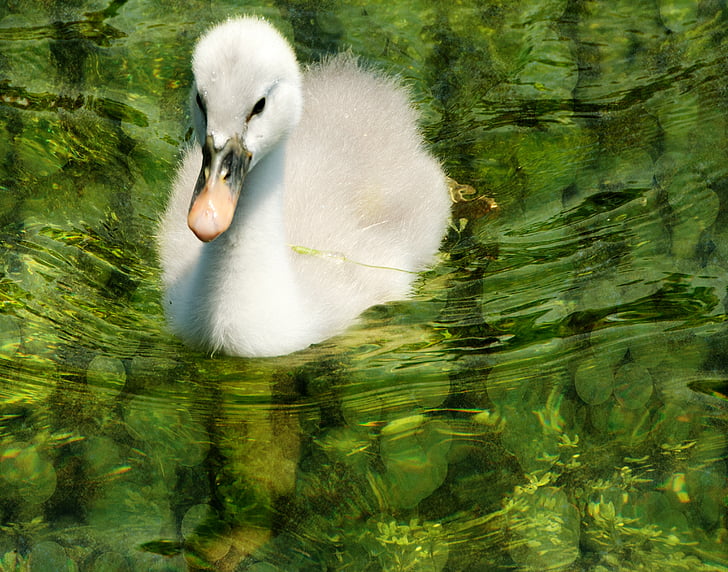 swan, baby, green, bird, wildlife, water, nature