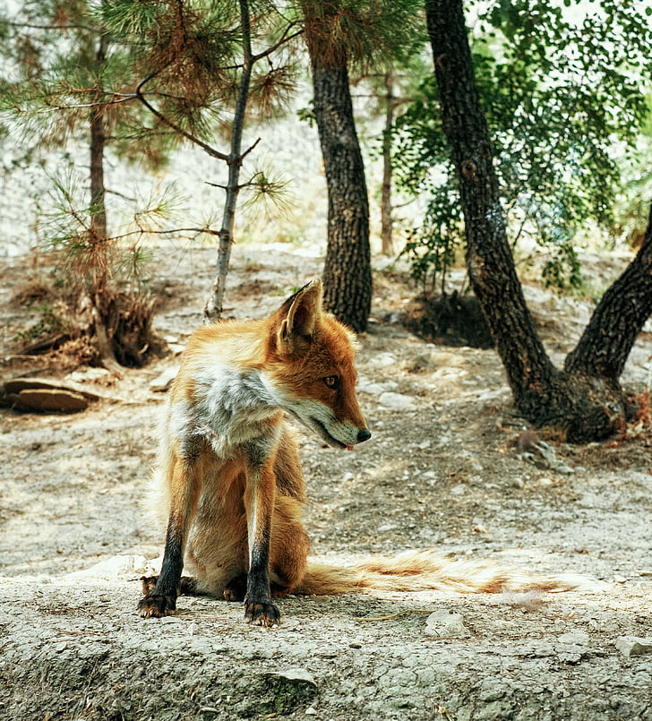 Fox, pădure, Vezi, a privi, distractiv, animale, portret