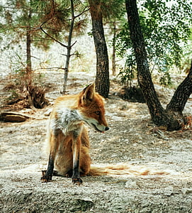 Fox, bos, weergave, Om te kijken, grappig, dier, Portret