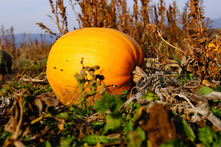 calabaza, otoño, Halloween, verduras, cosecha