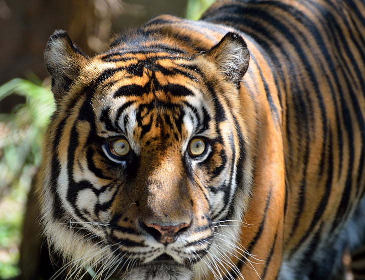sumatran tiger, cat, large, tiger, wildlife, animals, mammal