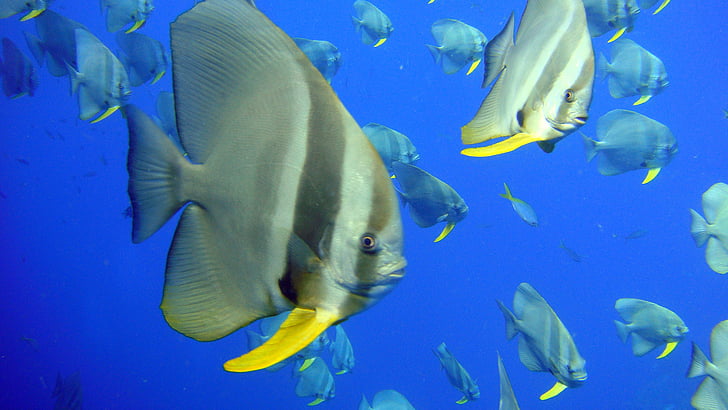 angelfish, thailand, school of angelfish, fish, school, sea, marine
