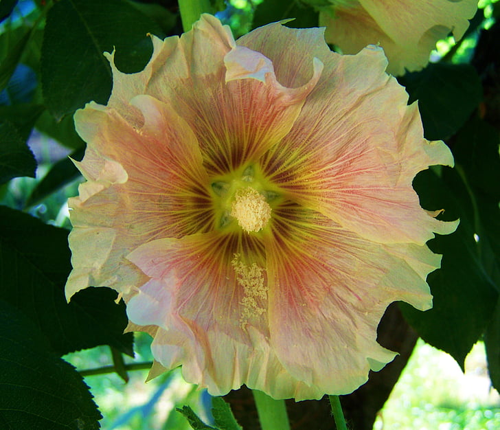 Malva rosa pàl·lid, Rosa Malva de jardí, flor d'estiu, natura, planta, flor, pètal