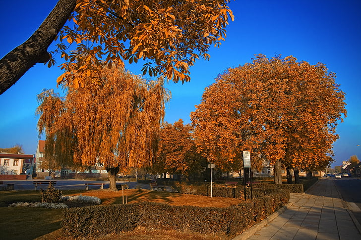 Słubice, Parque, céu, Outono, céu azul, natureza