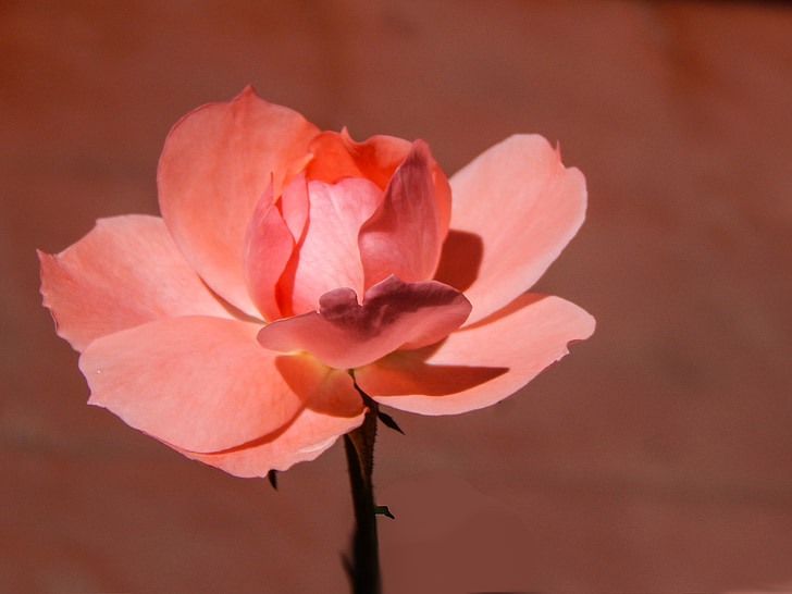 Rosa, floare, petale roz, trandafiri