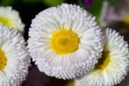 Daisy, valkoinen, kukka, Blossom, Bloom, kasvi, kevään