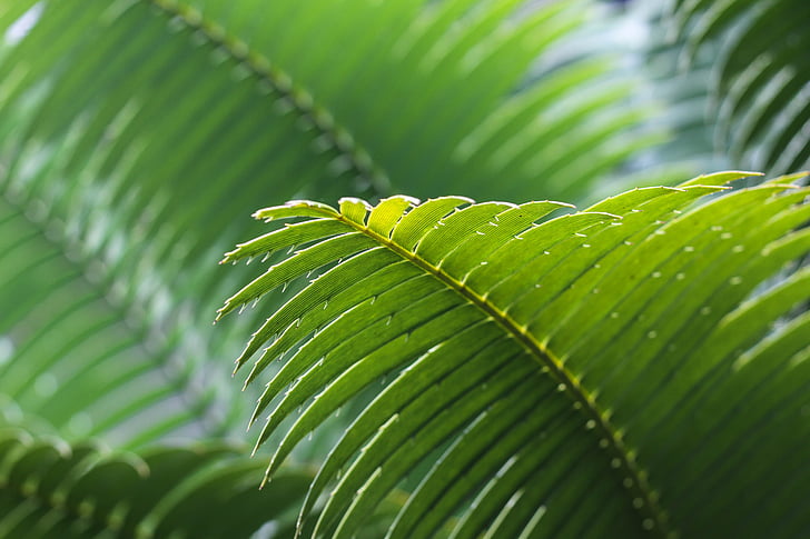 frond, green, leaves, macro, nature, palm, plant