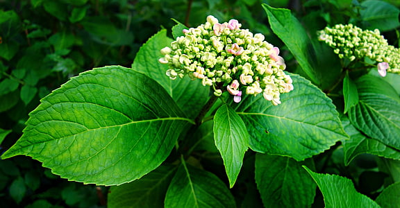 Hortensia, Hortensia, plant, bloem, blad, Bloom, zomer