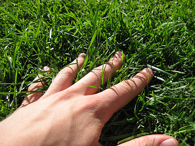 hånd, gresset, fingeren, eng, grønn