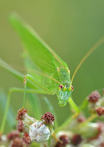konik, grasshopper, insect, macro, nature, animal, close-up