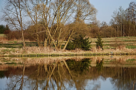 dammen, yta, reflektion, träd, kanten av dammen, Ledenice, mlejňák