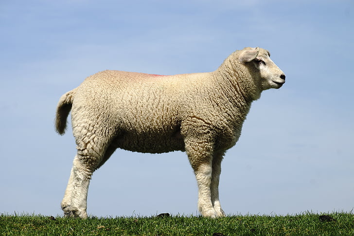 sheep, lamb, sky, lambs, schäfchen, white, wool