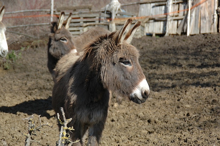 donkey, farm, abruzzo