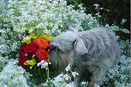 Schnauzer que huele las flores, perro en el jardín, perro que huele a flores